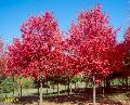 Sun Valley Maple